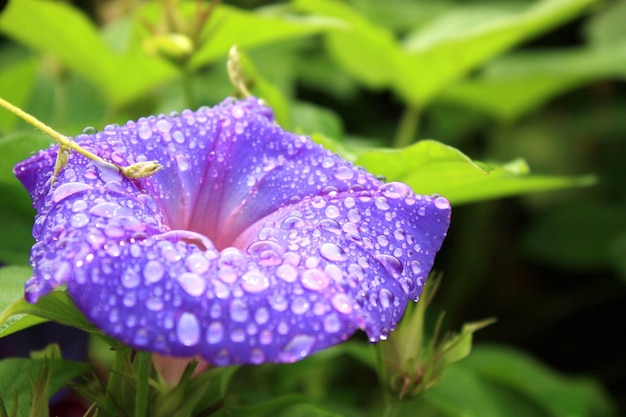 Morning Glory fiore con gocce