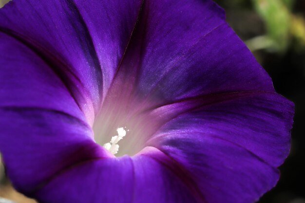 Morning Glory Flower Bellissimi sfondi