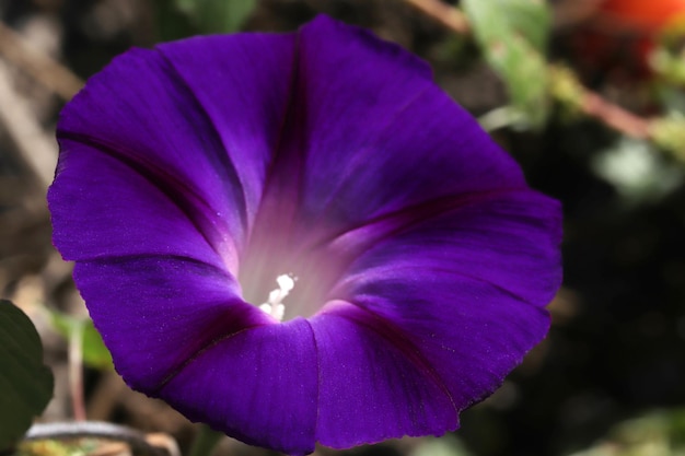 Morning Glory Flower Bellissimi sfondi