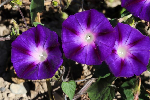 Morning Glory Flower Bellissimi sfondi