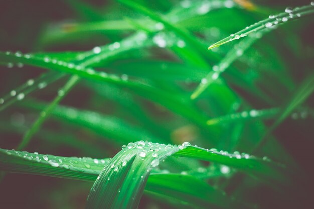 Morning Grass Macro Retro