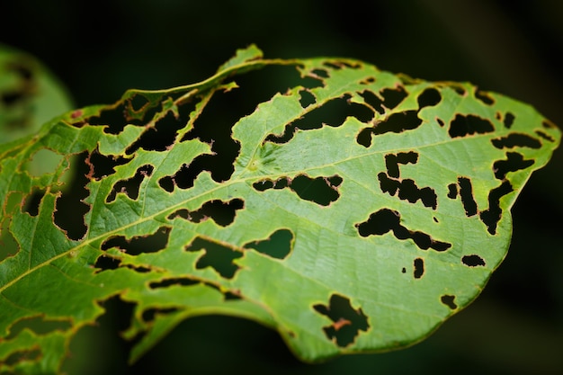 Morso di insetto foglia verde da vicino