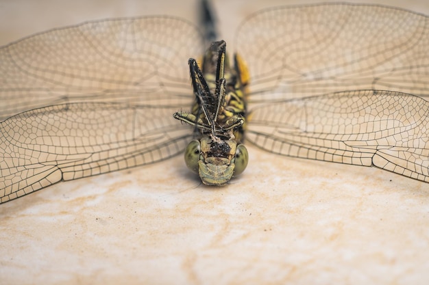 morte libellula primo piano fotografia macro foto premium