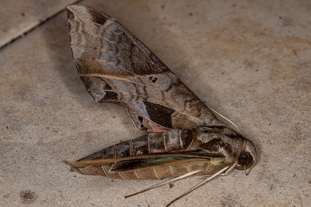 Morto Adulto Macroglossine Sfinge Falena della specie Eumorpha analis