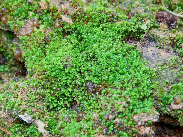 Mos trama di sfondo. Mos verde su sfondo di pietra