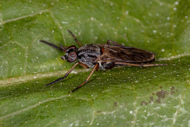 Mosca a spillo adulto della famiglia Therevidae