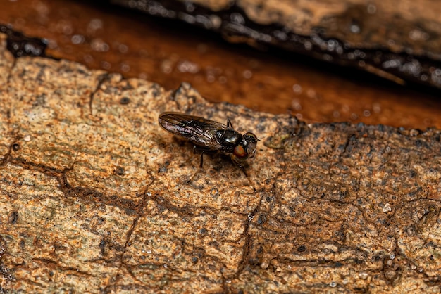 Mosca acaliptrata adulta