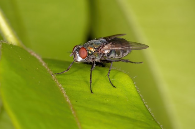 Mosca adulta della famiglia Calliphoridae