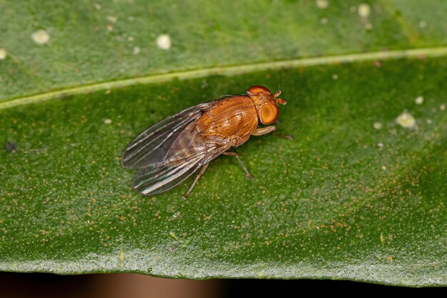 Mosca adulta di acalyptrate della sottosezione Zoo Acalyptratae