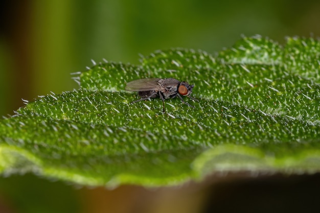 Mosca brachicera adulta del sottordine Brachycera