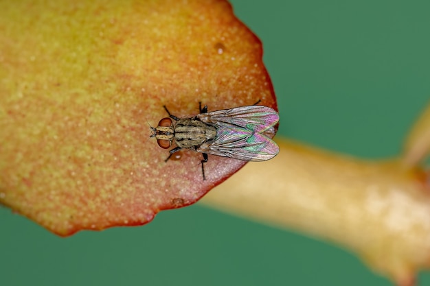 Mosca calyptrate adulta dello zoosottosezione Calyptratae