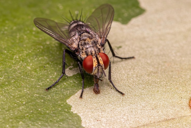 Mosca con setole per adulti