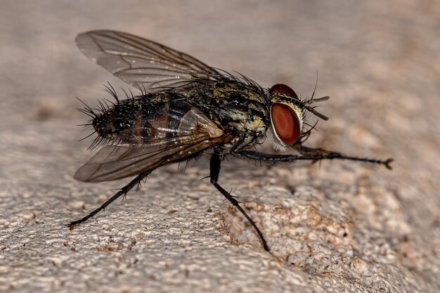 Mosca con setole per adulti