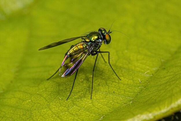 Mosca dalle gambe lunghe adulta