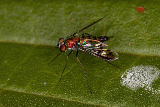 Mosca dalle gambe lunghe adulta