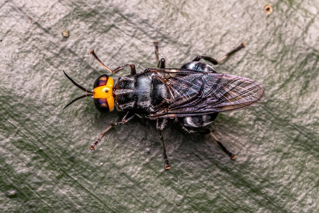 Mosca del soldato adulto