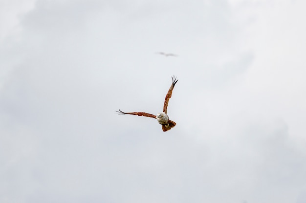 Mosca dell&#39;aquila rossa sul cielo in natura alla Tailandia