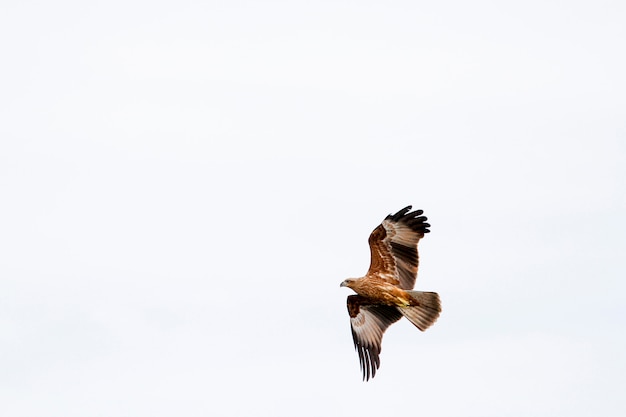 Mosca dell'aquila rossa sul cielo in natura