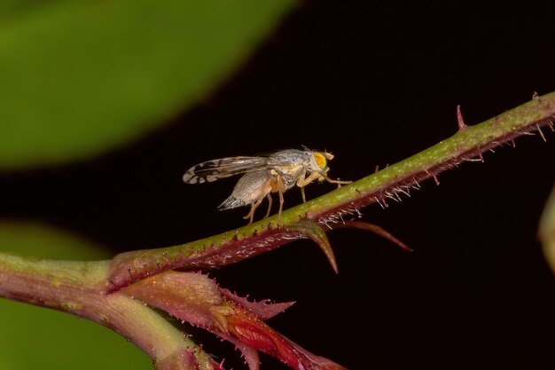 Mosca della frutta adulta della tribù Tephritini