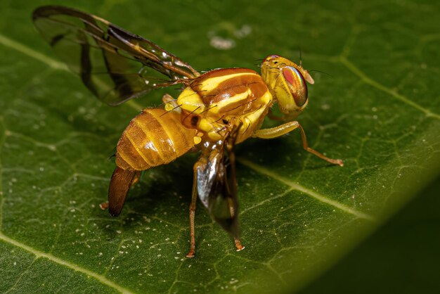 Mosca della frutta adulta