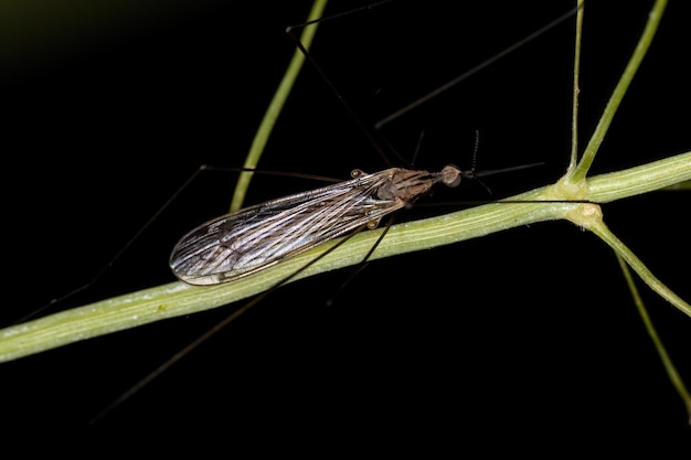 Mosca della gru limoniide adulta