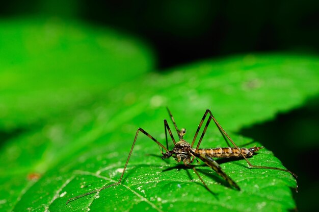 Mosca della gru sulla foglia