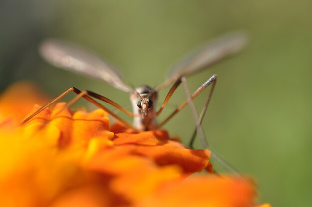 Mosca della gru (tipulidae) che si siede sul fiore di giardino colorato arancione