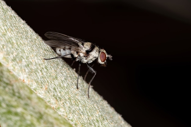 Mosca delle larve della specie Anthomyia illocata