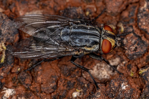 Mosca di carne adulta della famiglia Sarcophagidae