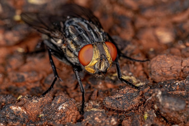 Mosca di carne adulta della famiglia Sarcophagidae