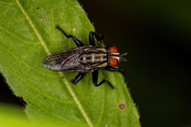 Mosca di carne adulta