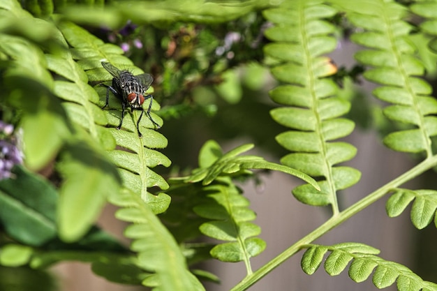 Mosca di carne su una foglia verde con luce e ombra Gambe pelose in nero e grigio