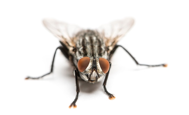 Mosca di carne vista dall'alto, Sarcophagidae, isolata su bianco