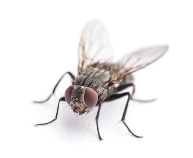 Mosca domestica comune02