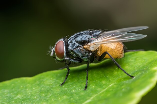 Mosca domestica eccellente di macro sul foglio verde