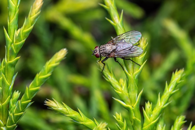 Mosca domestica su un ramoscello verde