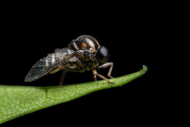 Mosca eccellente di macro che si appollaia sul foglio verde