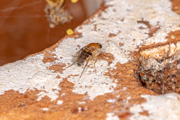 Mosca gobba adulta della famiglia Phoridae