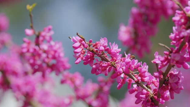 Mosca insetto che raccoglie il polline sul fiore di cercis siliquastrum