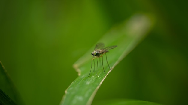 Mosca insolita su gambe lunghe, buona giornata estiva