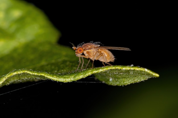 Mosca Lauxanide adulta della famiglia Lauxaniidae