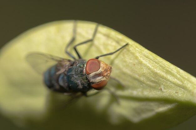 Mosca macro