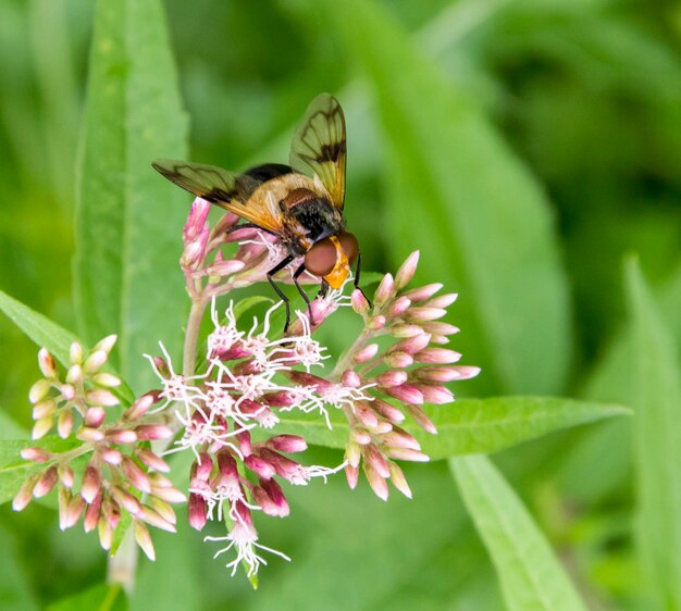 Mosca pellucida sul fiore