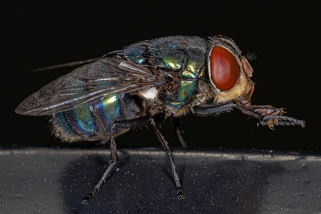 Mosca soffiante adulta del genere Chrysomya