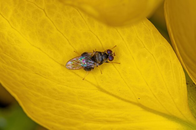 Mosca soldato adulto della famiglia Stratiomyidae