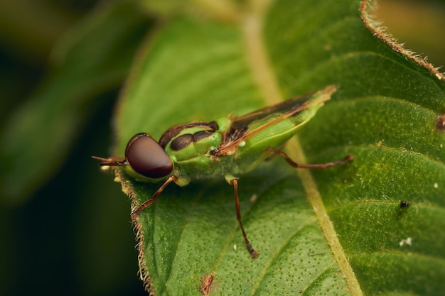 Mosca soldato verde appollaiata su una foglia Hedriodiscus Pulcher