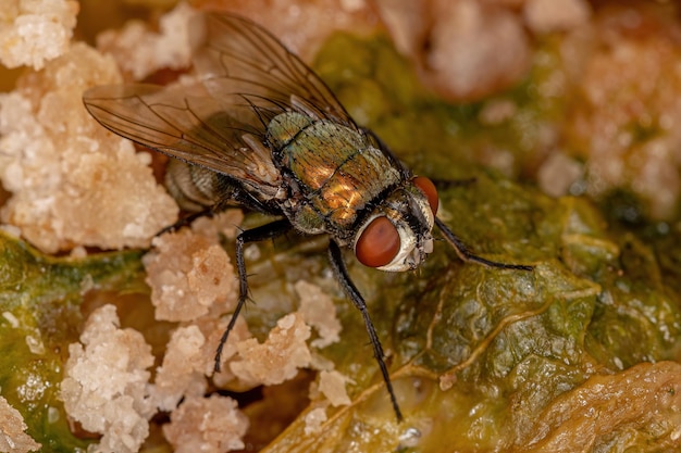 Mosca verde adulta del genere Lucilia