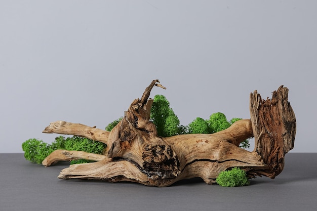 Moss diversi sfondi per il concetto di natura muschio e legno muschio e pietre