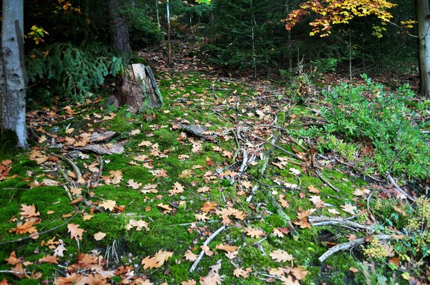 Moss e muschi Sphagnales a terra nella giungla della Foresta Nera o Schwarzwald a Seebach distretto della città di Zurigo nel Baden Wurttemberg Germania