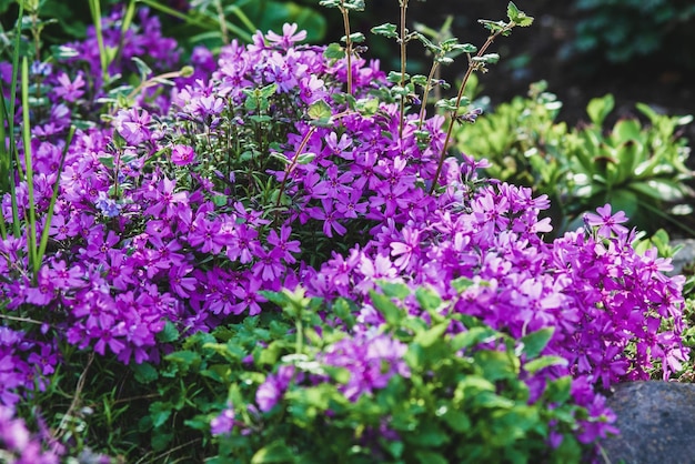 Moss phlox pianta che fiorisce nel giardino ( Moss-rosa, Mountain phlox)